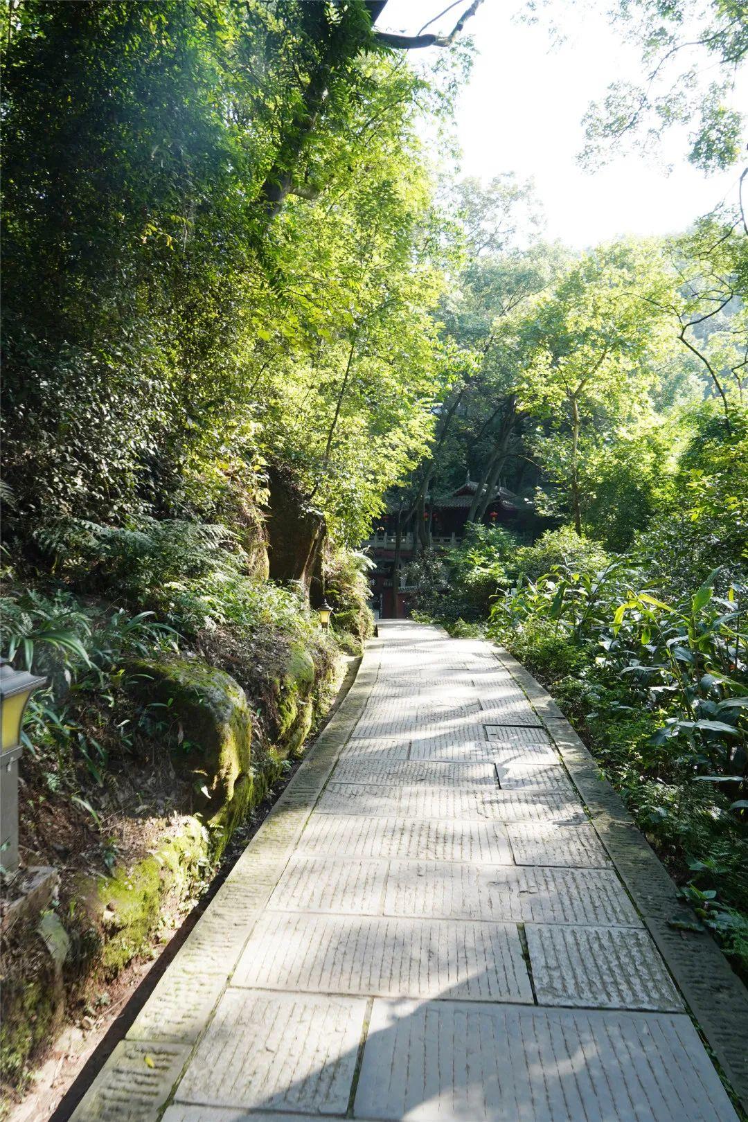蛇入竹简身难转,草色青青三四蹄打一肖的全面释义、解释与落实、专家解答解释落实